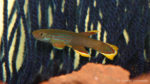 Aphyosemion celiae celiae, variété de Mambanda,Cameroun (club aquariophile de Vernon, septembre 2008)