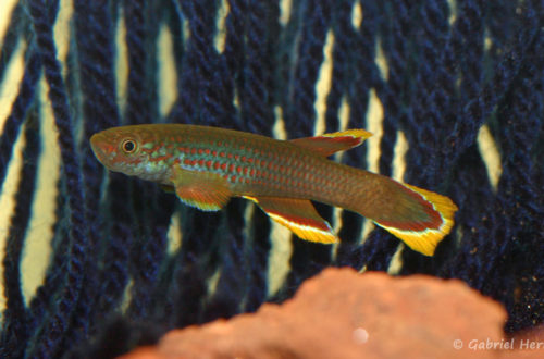 Aphyosemion celiae celiae, variété de Mambanda,Cameroun (club aquariophile de Vernon, septembre 2008)