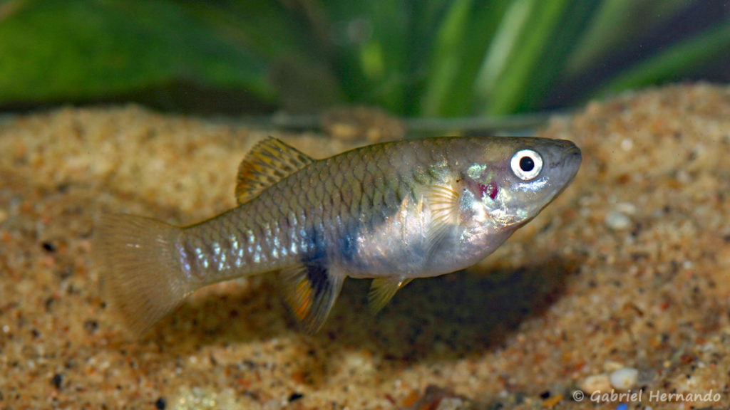 Brachyrhaphis olomina, femelle (Expo AFV à Pont l'Evêque, septembre 2009)