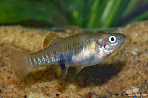 Brachyrhaphis olomina, femelle (Expo AFV à Pont l'Evêque, septembre 2009)