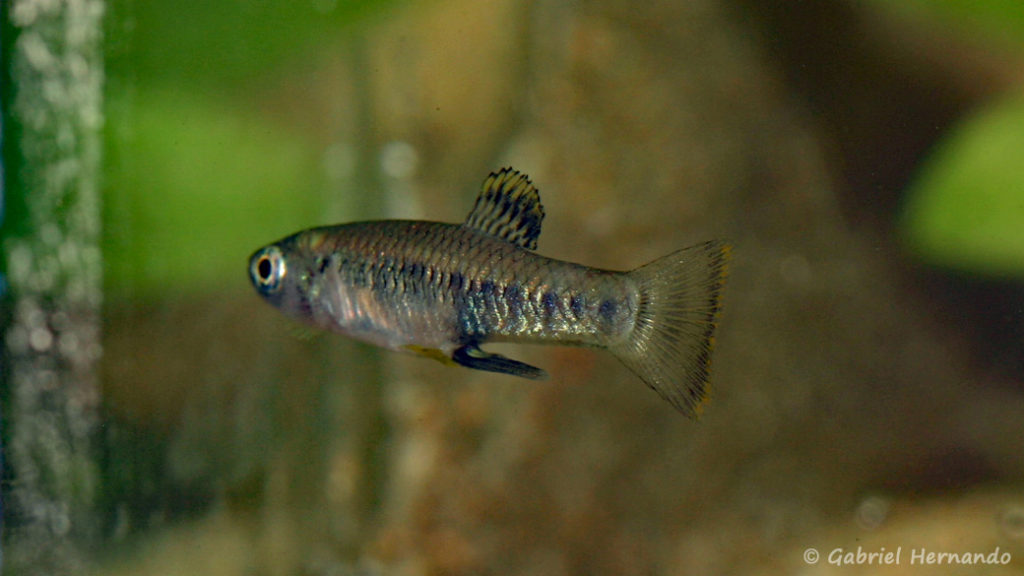 Brachyrhaphis olomina, mâle (Expo AFV à Pont l'Evêque, septembre 2009)