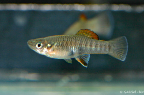 Brachyrhaphis roseni, variété de Paso Canoas, Costa Rica (Truffaut, Paris 13, janvier 2009)