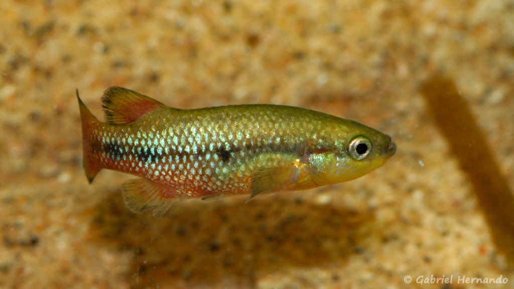 Characodon lateralis (Expo AFV, Pont l'Evêque, septembre 2009)