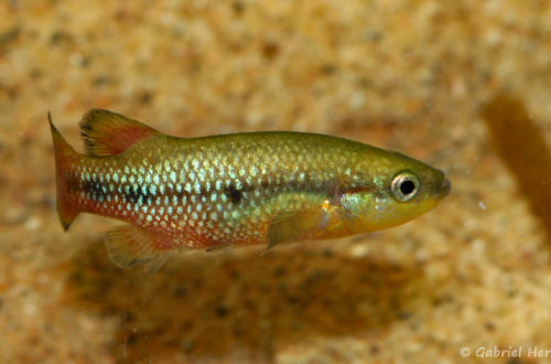 Characodon lateralis (Expo AFV, Pont l'Evêque, septembre 2009)