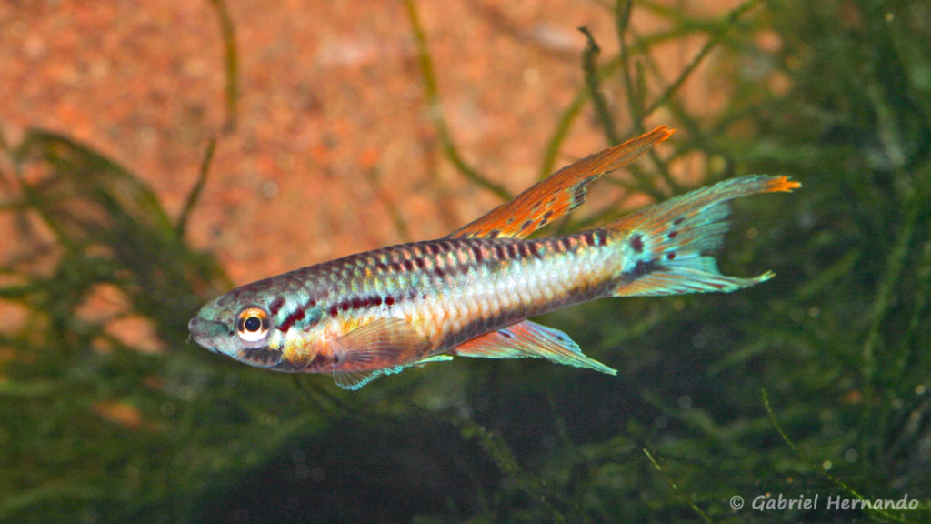 Chromaphyosemion bivittatum, variété de Funge (Expo KCF, Pont L'Evêque, septembre 2009)