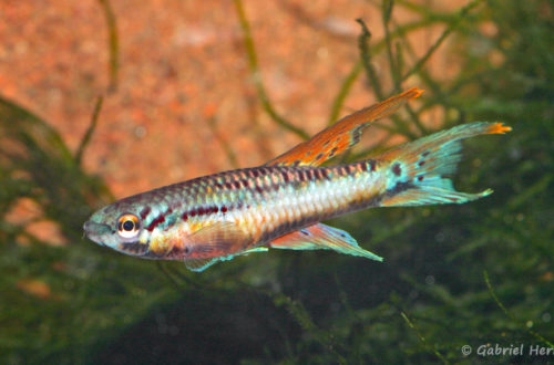 Chromaphyosemion bivittatum, variété de Funge (Expo KCF, Pont L'Evêque, septembre 2009)