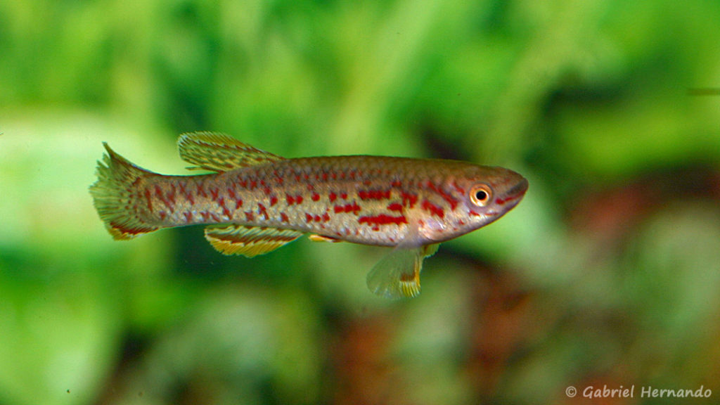 Fundulopanchax marmoratus, variété de (Hobby Zoo Tillman, Duisbourg, mars 2009)