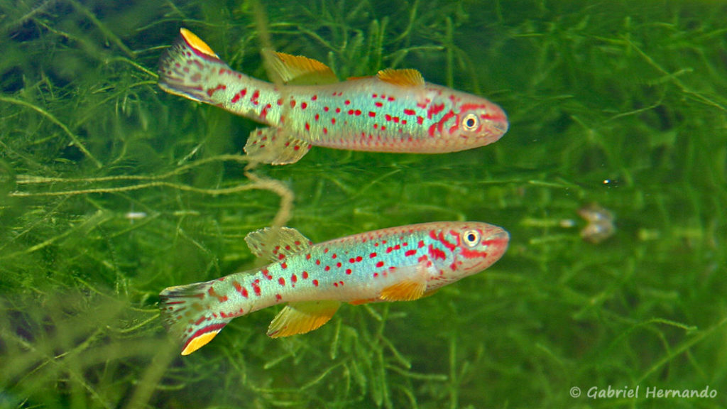 Fundulopanchax scheeli, avec son reflet en surface (Club aquariophile de Vernon, décembre 2007)