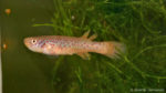 Fundulopanchax scheeli (Club aquariophile de Vernon, décembre 2007)