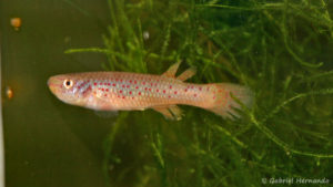 Fundulopanchax scheeli (Club aquariophile de Vernon, décembre 2007)