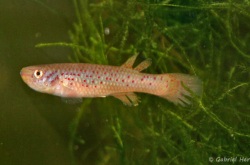Fundulopanchax scheeli (Club aquariophile de Vernon, décembre 2007)