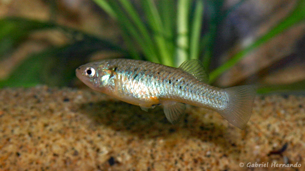 Gambusia alvarezi, femelle (Expo AFV à Pont l'Evêque, septembre 2009)