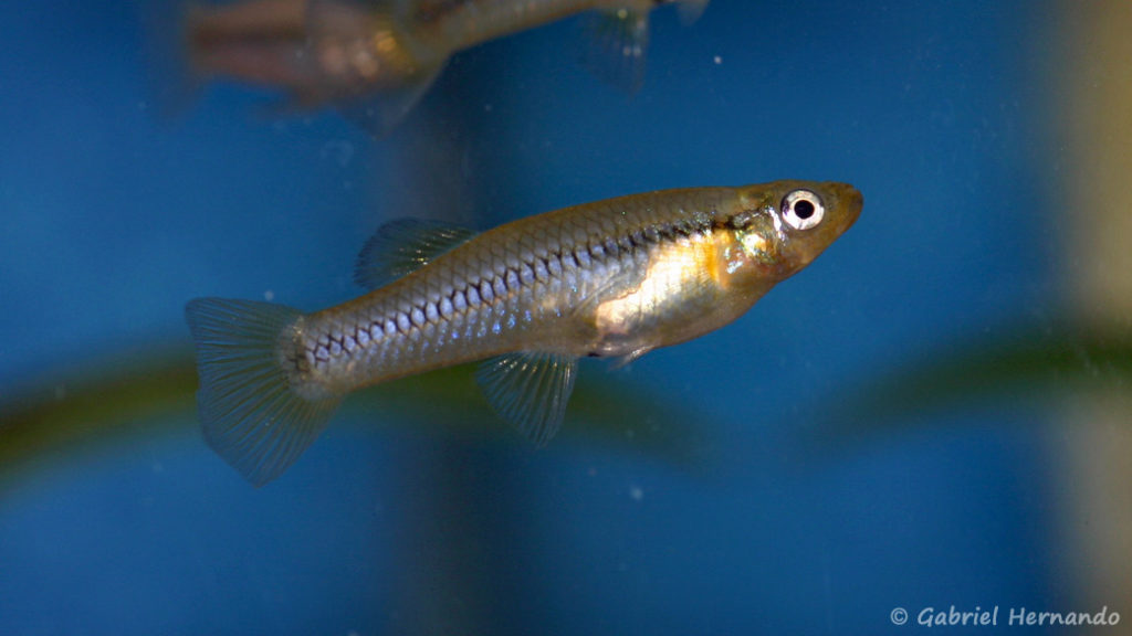 Gambusia marshi, femelle (Expo AFV à Pont l'Evêque, septembre 2009)