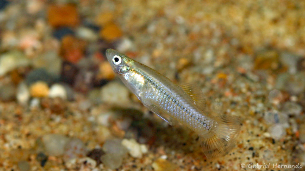 Gambusia marshi, mâle (Expo AFV à Pont l'Evêque, septembre 2009)