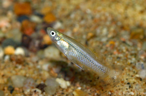 Gambusia marshi, mâle (Expo AFV à Pont l'Evêque, septembre 2009)