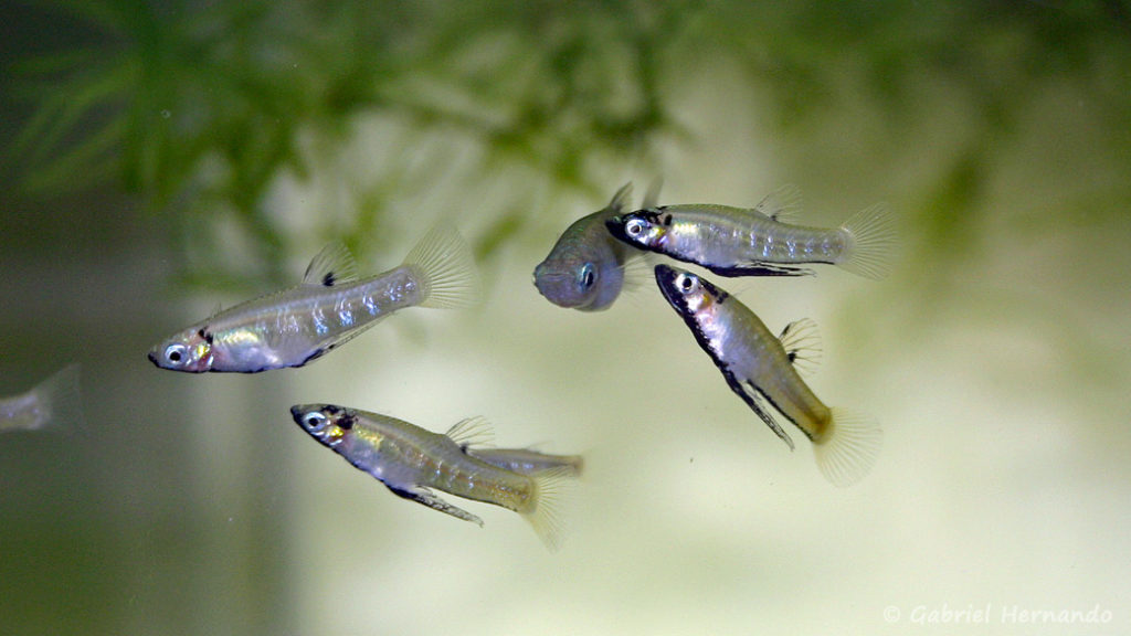 Girardinus metallicus, groupe de mâle autour d'une femelle (Club aquariophile de Vernon, juillet 2007)