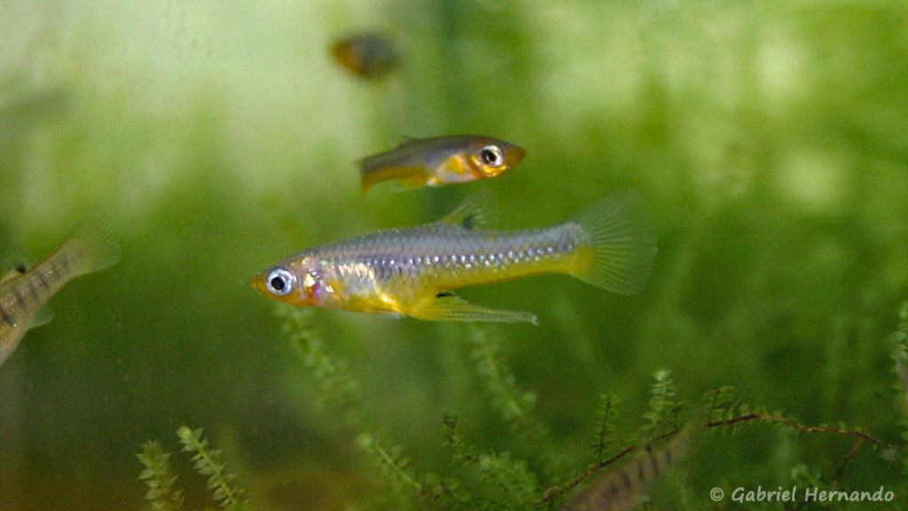 Girardinus metallicus, mâle de la variété à ventre jaune, appelée Yellow Belly et originaire de Cuba (Club aquariophile de Vernon, juillet 2007)