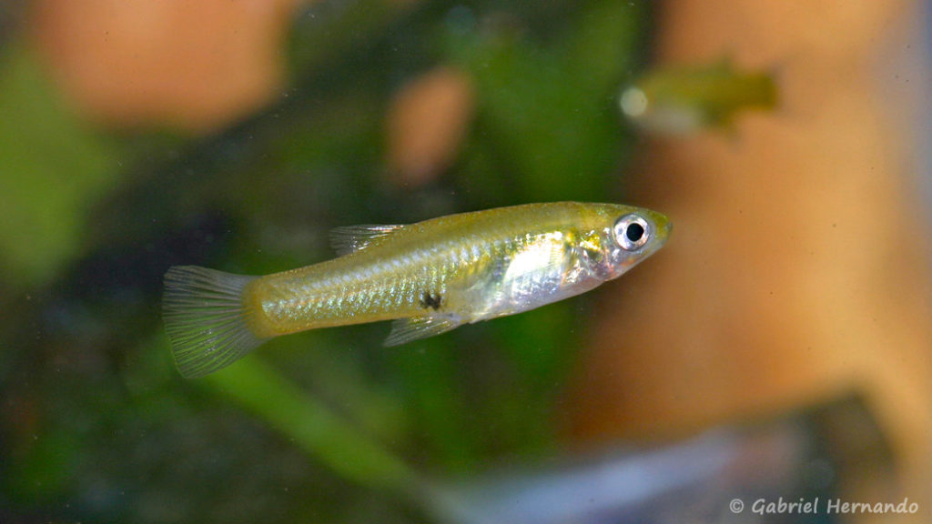 Girardinus uninotatus, variété de Arroyo Nortey Las Terrazas, Cuba (Expo AFV à Pont l'Evêque, septembre 2009)