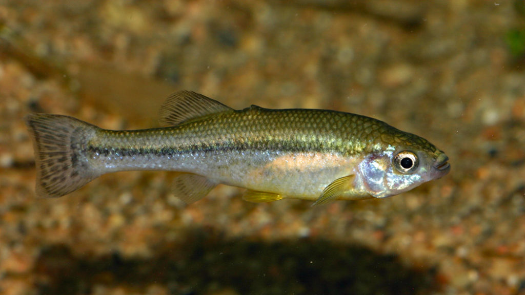 Ilyodon xantusi, variété du Rio Terrero, Mexique (Expo AFV à Pont l'Evêque, septembre 2009)