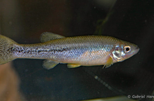 Ilyodon furcidens (réunion AFV, Le Mans, novembre 2008)