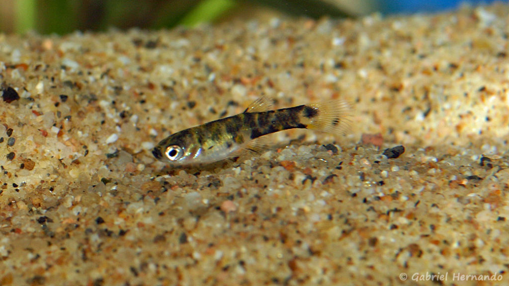 Phalloceros caudimaculatus (Pont l'Evêque, expo AFV, septembre 2009)