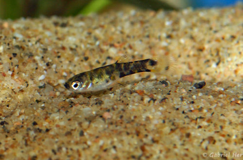 Phalloceros caudimaculatus (Pont l'Evêque, expo AFV, septembre 2009)