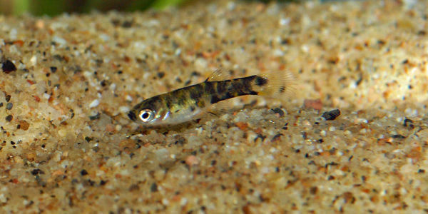 Phalloceros caudimaculatus (Pont l'Evêque, expo AFV, septembre 2009)