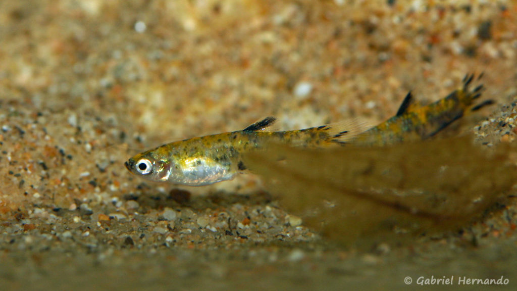 Phalloceros caudimaculatus (Pont l'Evêque, expo AFV, septembre 2009)