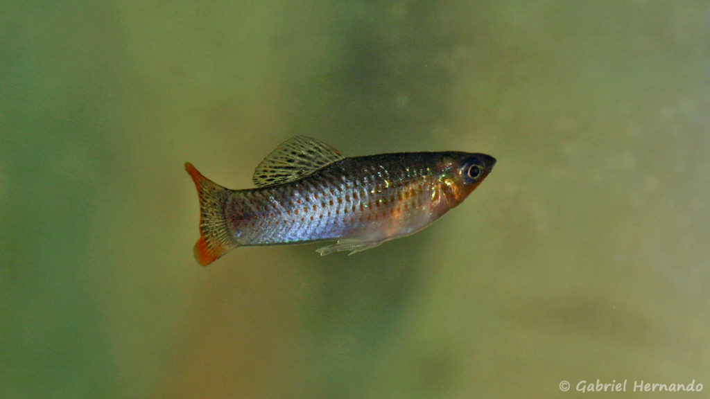 Poecilia mexicana (Hobby Zoo Tillman, mars 2009)