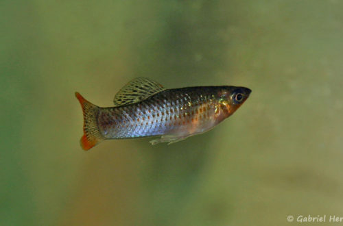 Poecilia mexicana (Hobby Zoo Tillman, mars 2009)