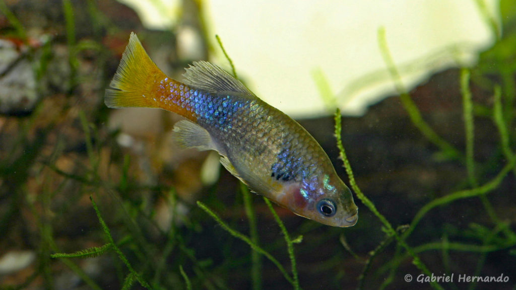 Xenotoca eiseni, mâle (Club aquariophile de Vernon, décembre 2007)