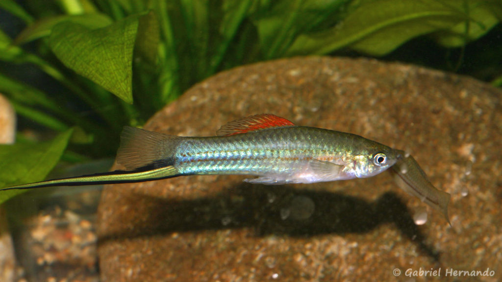 Xiphophorus alvarezi, mâle de la variété du Rio Candelaria, Jaliscar, Guatemala (Expo AFV à Pont L'Evêque, septembre 2009)