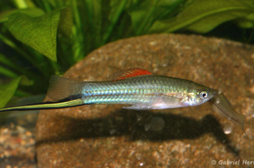 Xiphophorus alvarezi, mâle de la variété du Rio Candelaria, Jaliscar, Guatemala (Expo AFV à Pont L'Evêque, septembre 2009)