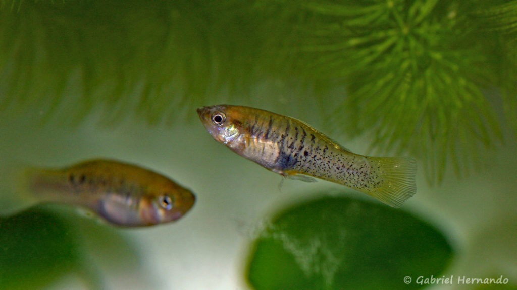 Xiphophorus evelynae (Club aquariophile de Vernon, septembre 2008)