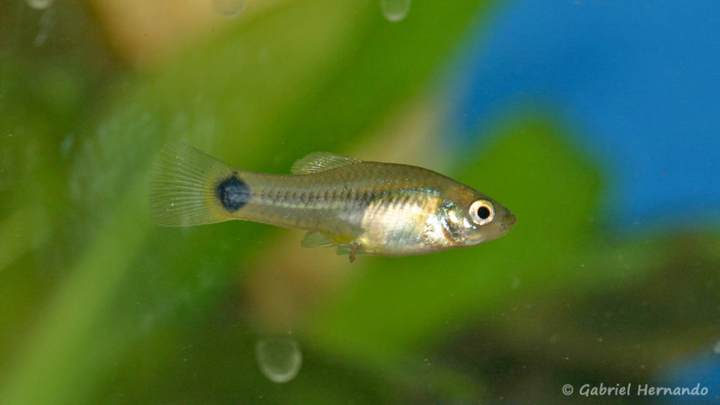 Xiphophorus xiphidium, femelle du Mexique (Expo AFC à Pont L'Evêque, septembre 2009)