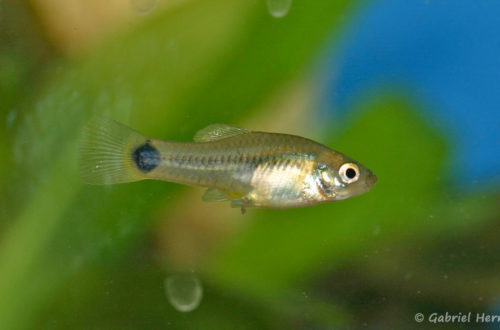 Xiphophorus xiphidium, femelle du Mexique (Expo AFC à Pont L'Evêque, septembre 2009)