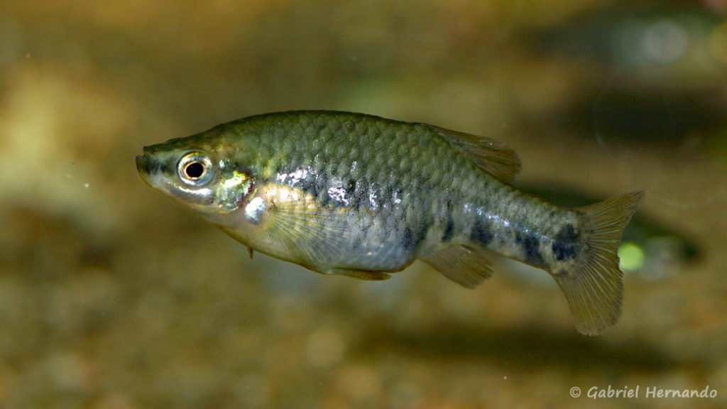 Zoogeneticus quitzoensis, femelle du Lac Zacapu, Mexique (Expo AFV à Pont l'Evêque, septembre 2009)