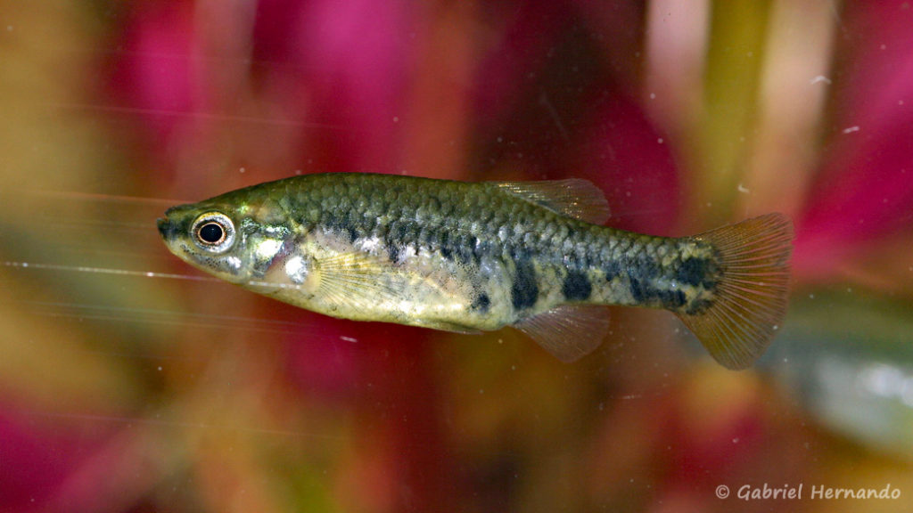 Zoogeneticus quitzoensis, mâle du Lac Zacapu, Mexique (Expo AFV à Pont l'Evêque, septembre 2009)