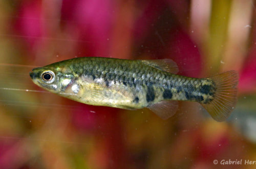 Zoogeneticus quitzoensis, mâle du Lac Zacapu, Mexique (Expo AFV à Pont l'Evêque, septembre 2009)