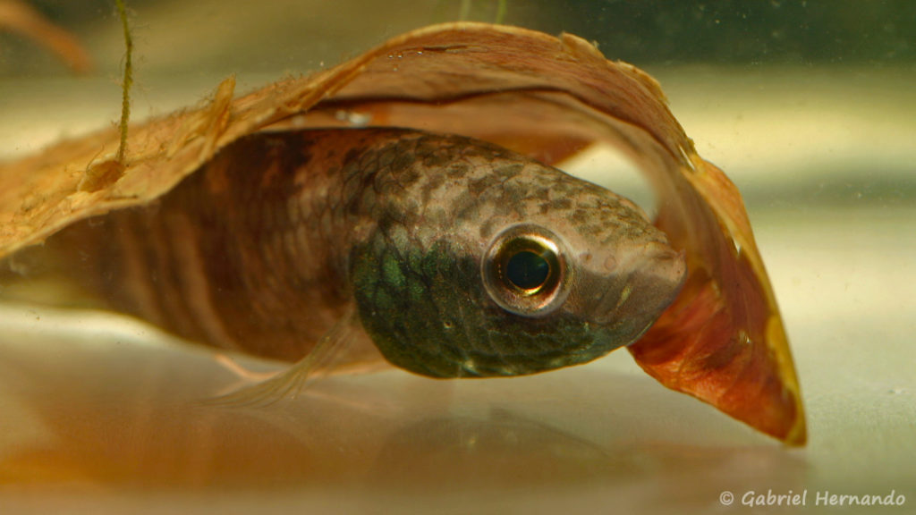 Betta enisae (Villebon sur Yvette, expo CIL lors du congrès AFC 2009)