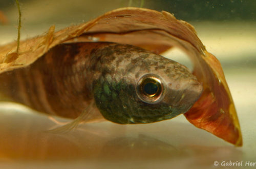 Betta enisae (Villebon sur Yvette, expo CIL lors du congrès AFC 2009)