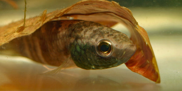 Betta enisae (Villebon sur Yvette, expo CIL lors du congrès AFC 2009)
