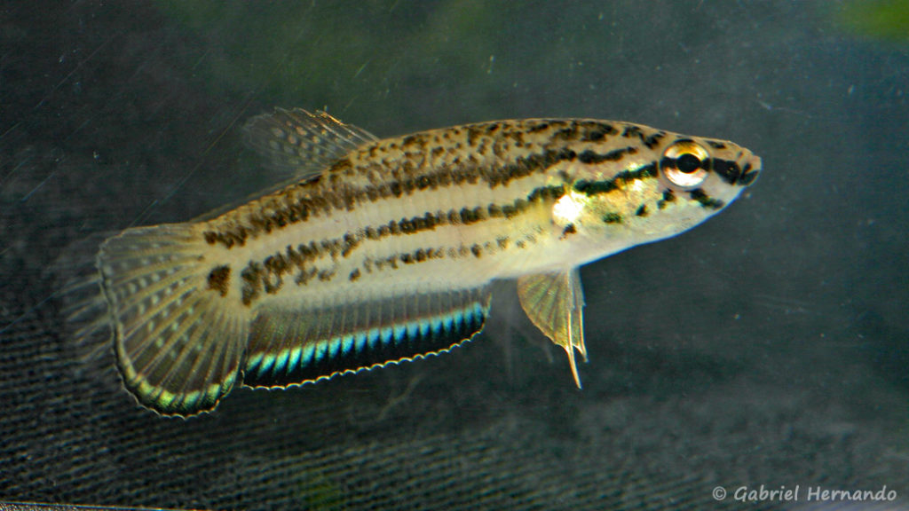 Betta simplex (Villebon sur Yvette, expo CIL lors du congrès AFC 2009)