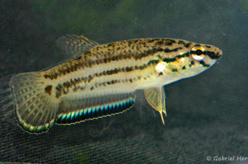 Betta simplex (Villebon sur Yvette, expo CIL lors du congrès AFC 2009)