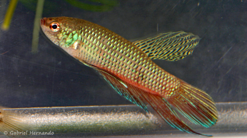 Betta smaragdina  (Villebon sur Yvette, expo CIL lors du congrès AFC 2009)