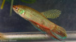 Betta smaragdina (Villebon sur Yvette, expo CIL lors du congrès AFC 2009)