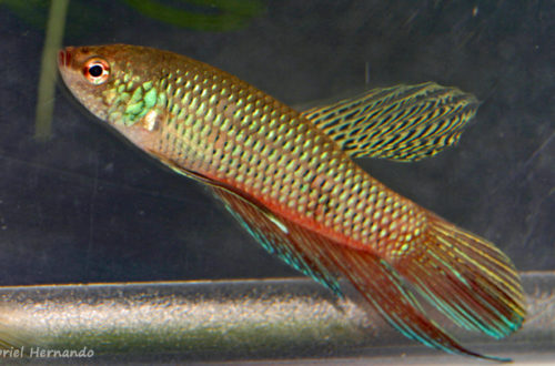 Betta smaragdina (Villebon sur Yvette, expo CIL lors du congrès AFC 2009)