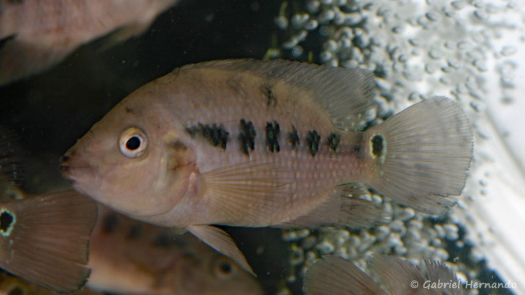 Cichlasoma festae (Villebon Sur Yvette, congrès AFC 2009)