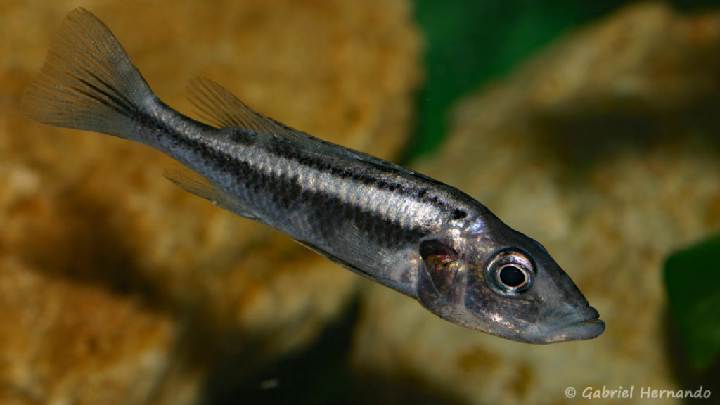 Haplochromis thereuterion (Villebon sur Yvette, congrès AFC 2009)