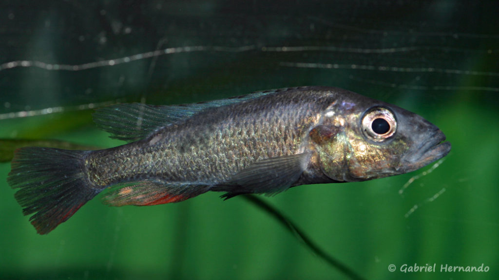 Haplochromis thereuterion (Villebon sur Yvette, congrès AFC 2009)